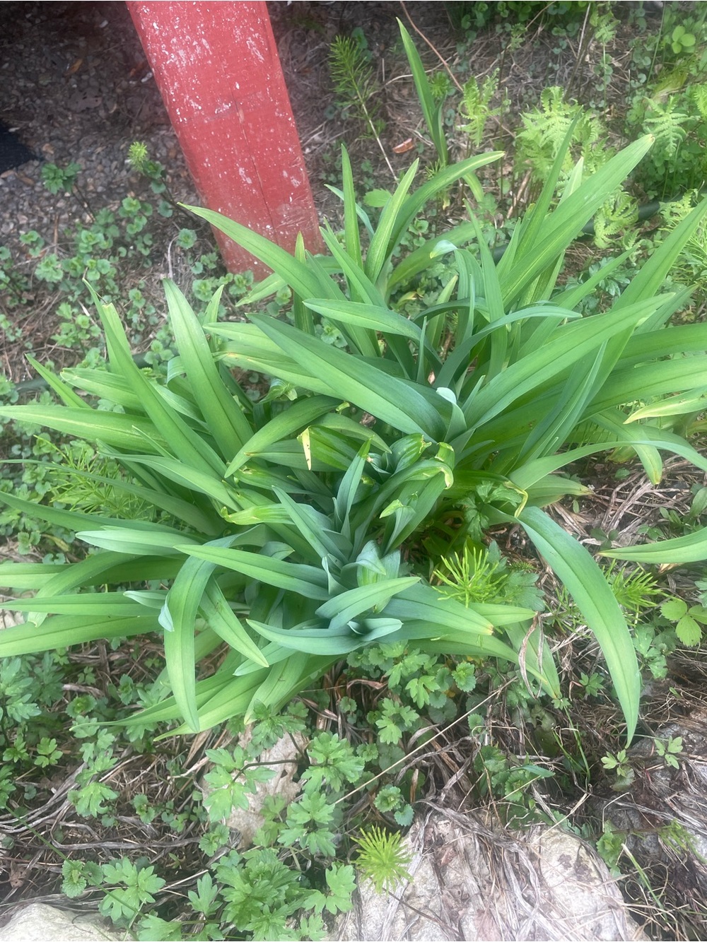 Green Plant - Daylily
